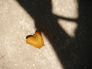 P1010788